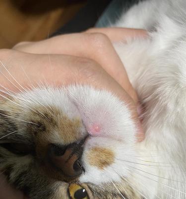宠物猫咪的粉刺问题（如何预防和处理猫咪长粉刺的问题）