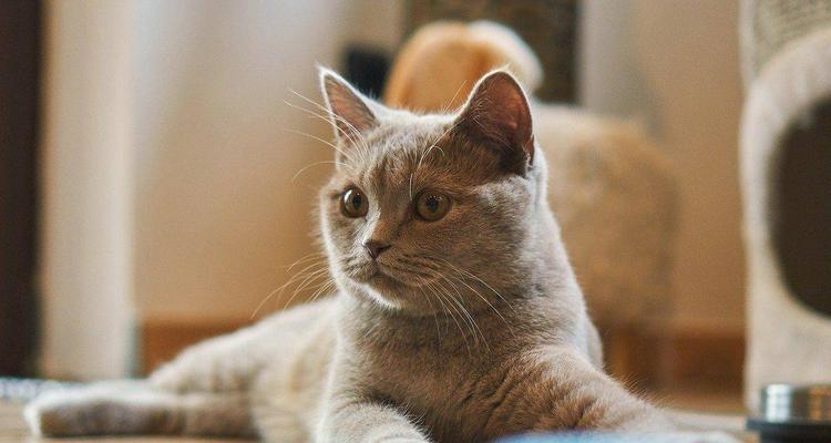 独立猫咪的成长秘密（探究宠物猫咪成长中的独立性与行为习惯）