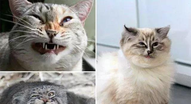 猫咪长大了，为什么会变得丑陋（宠物也有“丑陋期”）