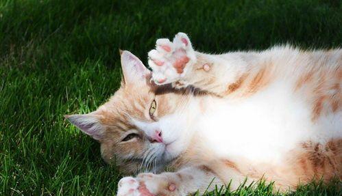 如何为宠物猫咪做出营养均衡的食物（从幼猫到成猫的指南）