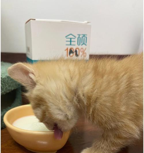 如何为宠物猫咪做出营养均衡的食物（从幼猫到成猫的指南）