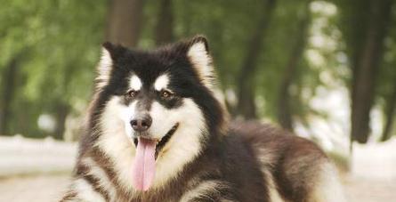 探秘阿拉斯加——最适合当宠物的犬种（了解阿拉斯加的特点和培养方法）