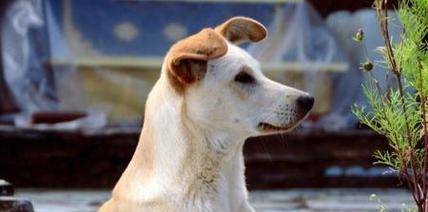 品种优良的黄狗——金毛犬（为何金毛犬是优秀的宠物）