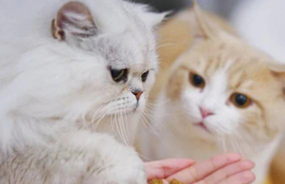 小猫喂养指南——健康成长的秘诀（以平时要喂小猫吃什么食物为主题的宠物饮食指南）