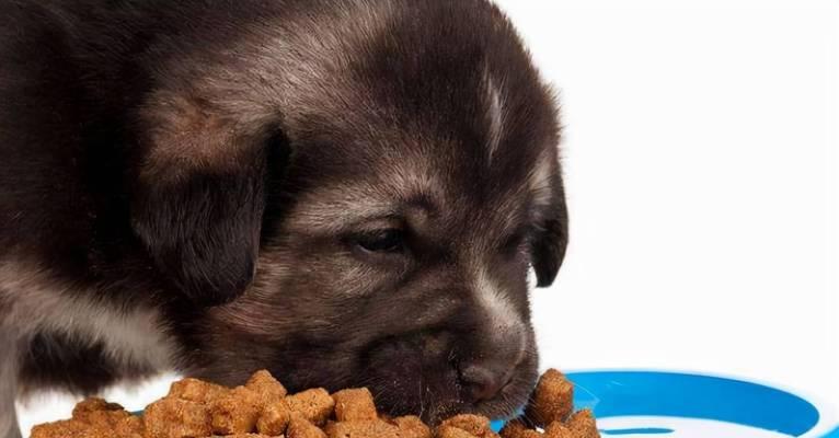 能否让普通狗吃狗粮（一文解答宠物犬的饮食问题）