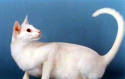 探索普通家猫品种的奇妙世界（了解这些独特的小伙伴）