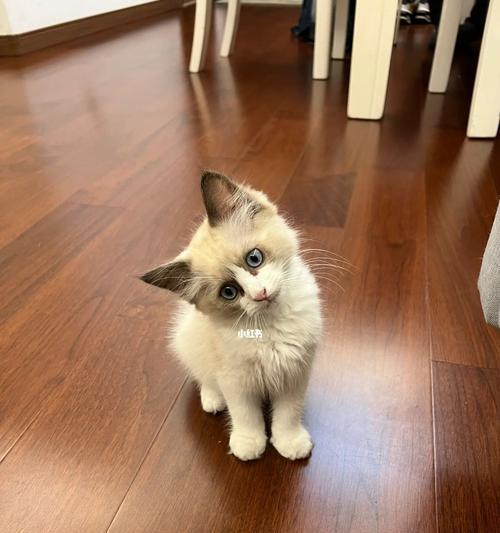 「宠物布偶猫耳朵臭怎么办（七个月小布偶耳朵发出难闻气味）