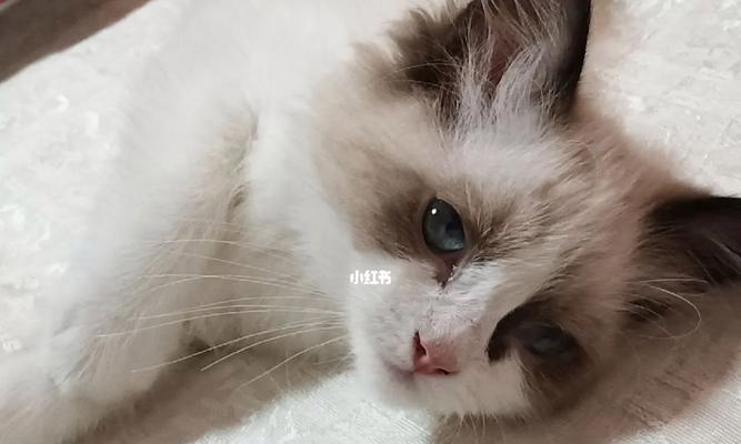 「宠物布偶猫耳朵臭怎么办（七个月小布偶耳朵发出难闻气味）