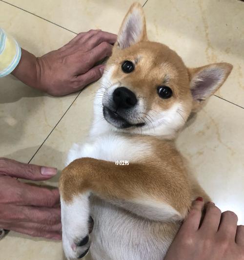 七个月的柴犬体重管理指南（以宠物健康为重）