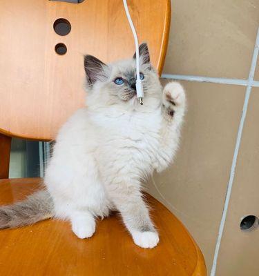 小小布偶猫成为家庭的爱宠（以七个月的四斤布偶猫为例）