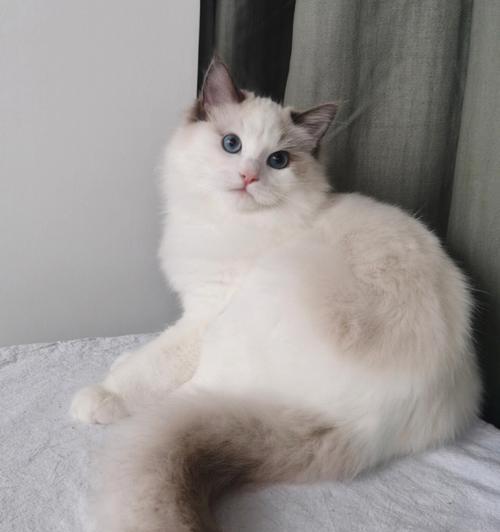 小小布偶猫成为家庭的爱宠（以七个月的四斤布偶猫为例）