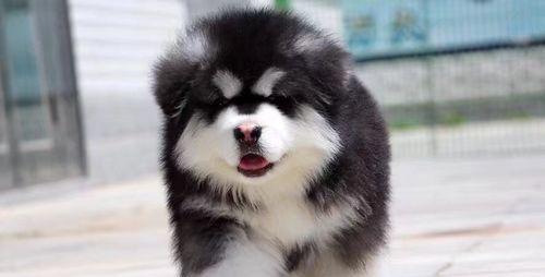 七月犬阿拉斯加——的宠物选择（以温顺善良的性格征服你的心）