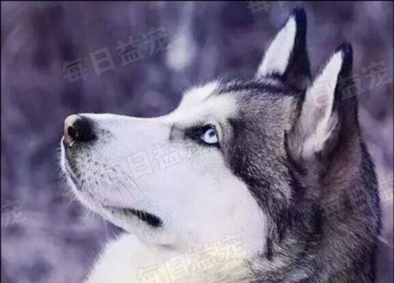 以企鹅哈士奇素描为主题，探讨宠物艺术的魅力