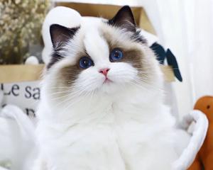 浅咖色布偶猫的魅力（探索布偶猫的性格）