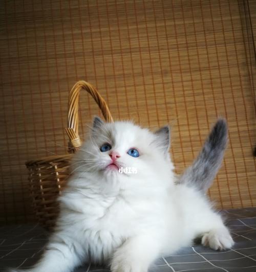 浅咖色布偶猫的魅力（探索布偶猫的性格）