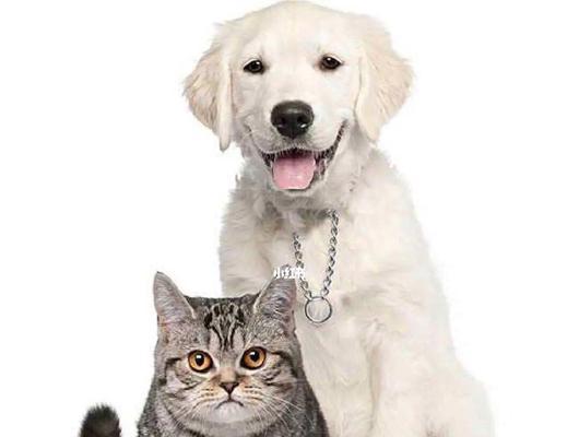 亲猫咪是否会影响卫生（以宠物为主）