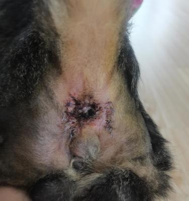 如何清洗猫咪的肛门线（宠物爱好者必读的肛门线清洁指南）