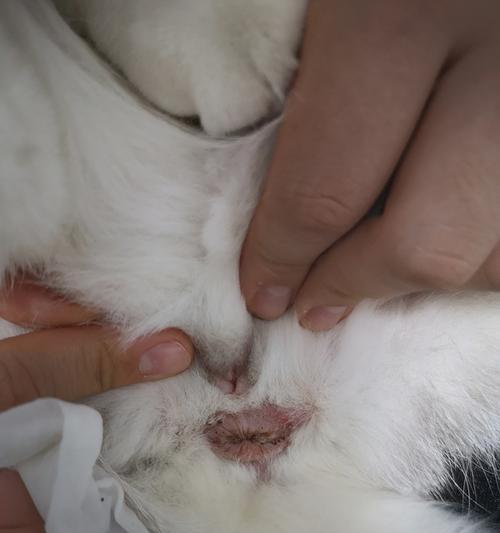 如何清洗猫咪的肛门线（宠物爱好者必读的肛门线清洁指南）