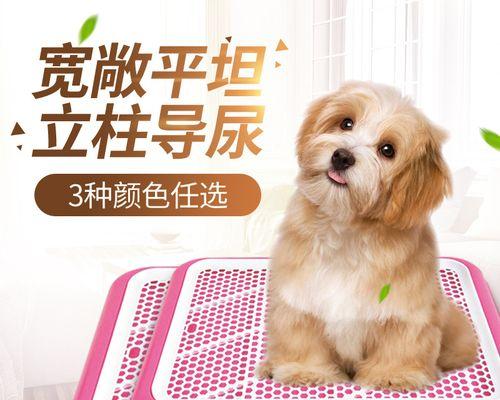 从何时开始训练狗狗（养宠物爱好者必看-培养狗狗的良好习惯需谨慎选择时机）