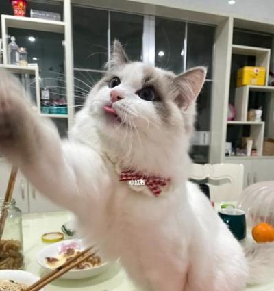 秋季如何保护布偶猫的肠胃健康（营养均衡饮食）