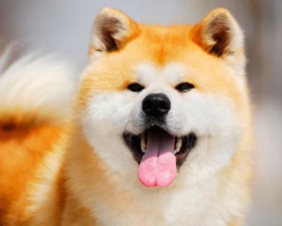 秋田犬——日本国宝级别的宠物（了解秋田犬——一个深入探究日本文化的机会）