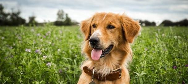 ChoosingthePerfectEnglishNameforYourNewPuppy（TipsandTricksforNamingYourFurryFriend）