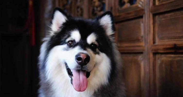 探秘全国的阿拉斯加犬（以宠物为主）