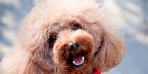 全球可爱的狗狗（探索世界各地的宠物犬种）