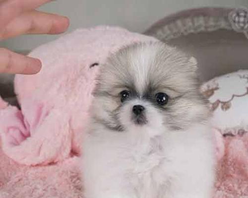 犬舍养犬数量的合理控制（为宠物健康和幸福着想的必要措施）