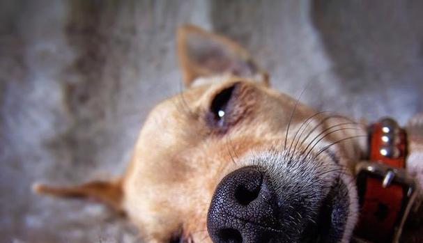 以犬瘟狗狗不能沾水为警示（保护宠物）