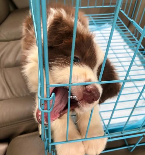 以犬瘟狗狗不能沾水为警示（保护宠物）