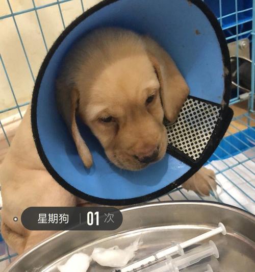 犬瘟狗狗拉水解决方法剖析（宠物主人必看）