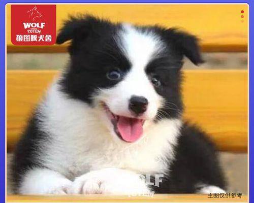 犬瘟狗狗拉水解决方法剖析（宠物主人必看）