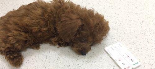 犬瘟狗狗的痛苦呼唤（关爱宠物健康）