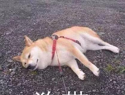 犬瘟狗狗的痛苦呼唤（关爱宠物健康）