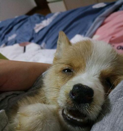 犬瘟后期神经症状详解（探究宠物犬瘟后期神经症状及其危害）