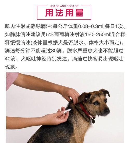 如何照顾患有犬瘟热的宠物狗（从日常护理到药物治疗全面指南）