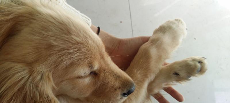 如何照顾患有犬瘟热的宠物狗（从日常护理到药物治疗全面指南）