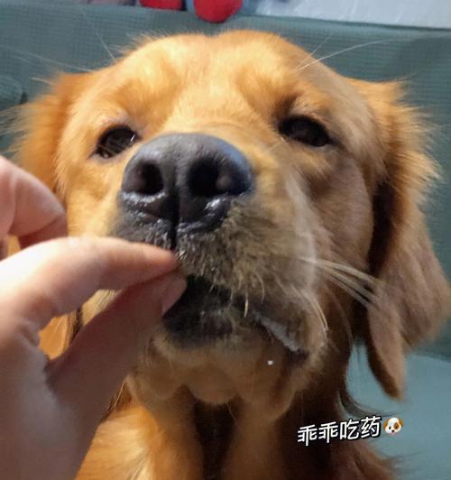 如何防止犬瘟热引起的狗狗拉稀（宠物爱好者必看）