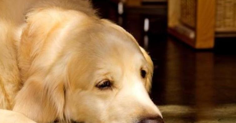 犬瘟热引发的高烧如何应对（宠物养护必须知道的犬瘟热知识）