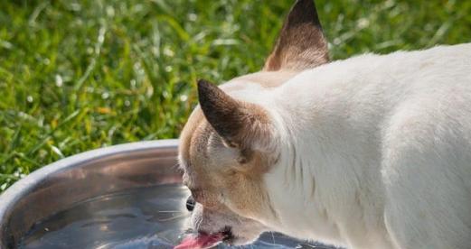 犬瘟热引发的高烧如何应对（宠物养护必须知道的犬瘟热知识）