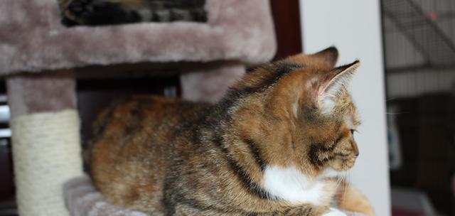 安眠药物对宠物猫的影响（了解让猫咪昏睡的药物以及使用注意事项）