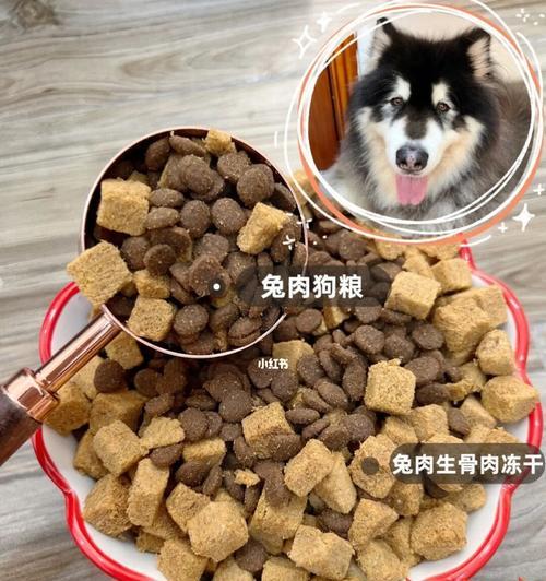 狗狗能否食用以人类为主的胃药（探究狗狗食用胃药的安全性与适用性）