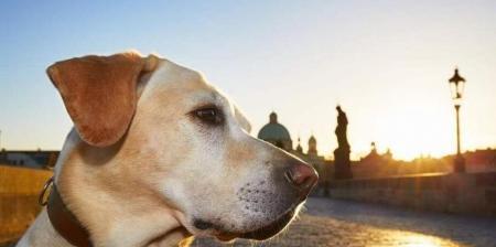 拉布拉多是否会咬人（了解这个宠物犬的性格和行为习惯）