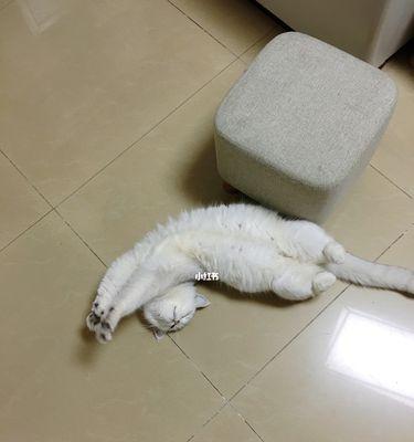 如何安全地把小猫带回家（以宠物为主的安全旅程）