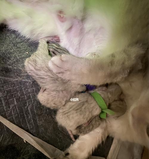 如何给宠物猫剪脐带（详细步骤教你轻松完成）