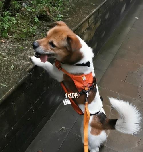 如何正确带宠物狗狗遛弯（掌握这些技巧）