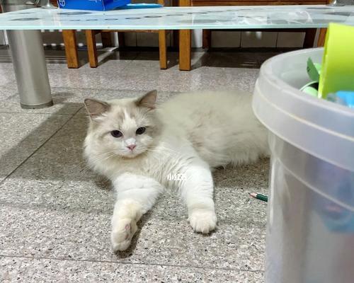 如何带宠物猫咪搬家（从准备到落户）