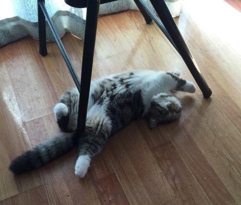 如何带宠物猫咪搬家（从准备到落户）