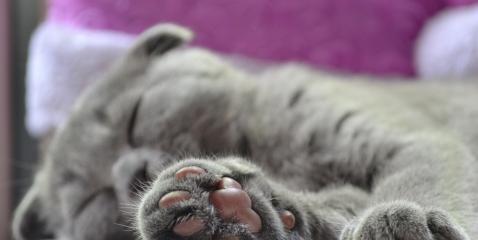 如何防止猫咪舔后爪子（养猫必须知道的5大关键点）